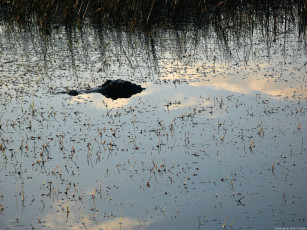 Картинка животные крокодилы