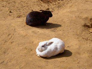 Картинка животные кролики зайцы