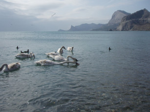 Картинка животные лебеди