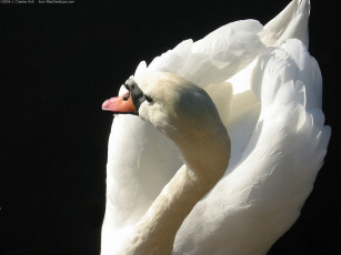 Картинка животные лебеди