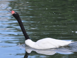 Картинка животные лебеди