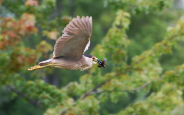 Картинка животные птицы