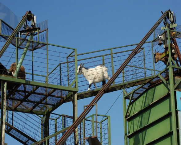 Обои картинки фото животные, козы