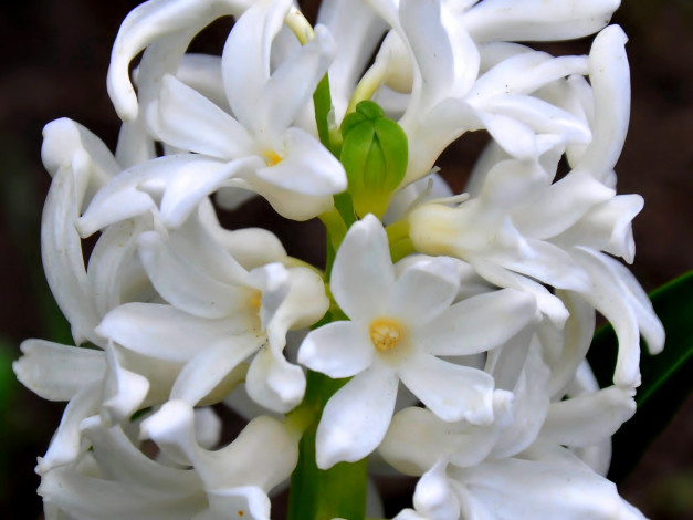 Обои картинки фото цветы, гиацинты