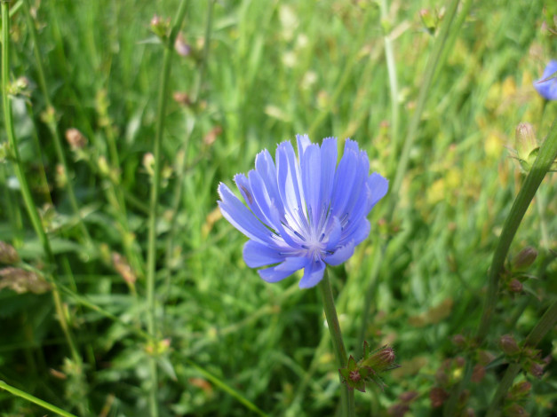 Обои картинки фото цветы, луговые, полевые
