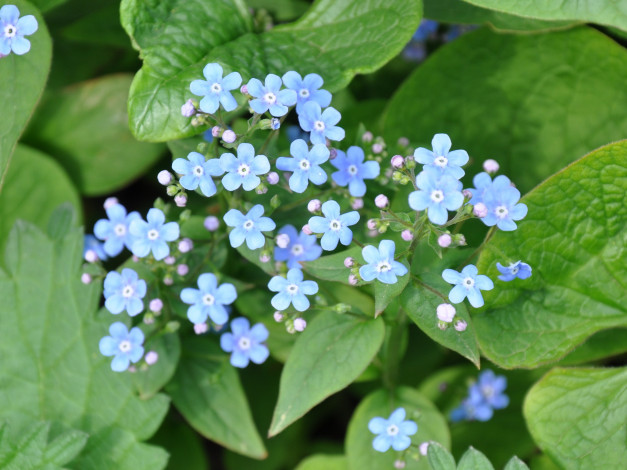 Обои картинки фото цветы, незабудки