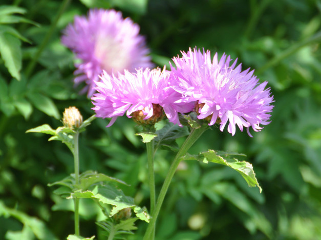 Обои картинки фото цветы, васильки