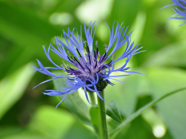 Обои картинки фото цветы, васильки