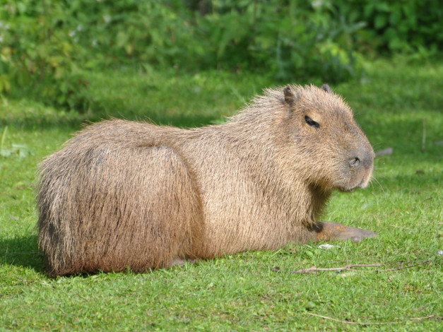 Обои картинки фото животные, капибары