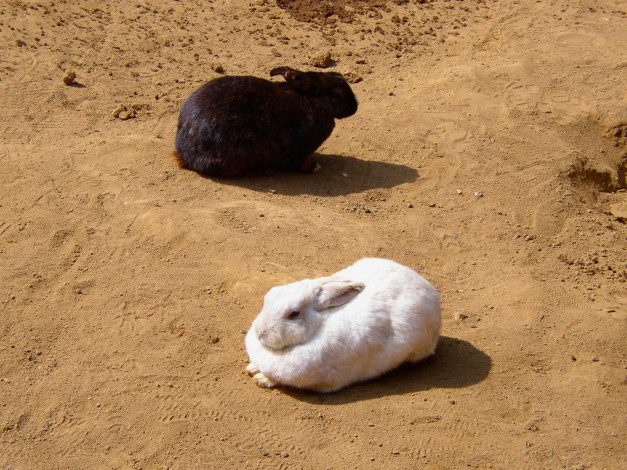 Обои картинки фото животные, кролики, зайцы