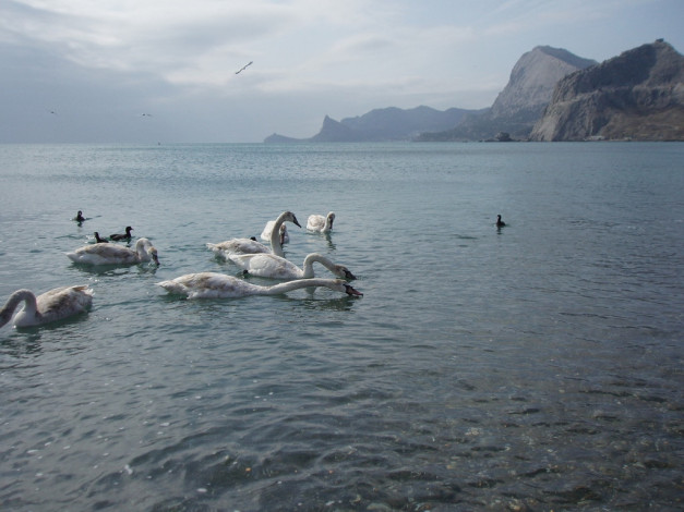 Обои картинки фото животные, лебеди