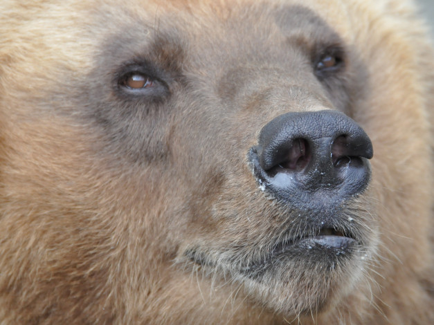 Обои картинки фото животные, медведи