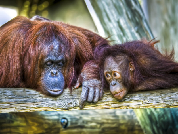 Обои картинки фото животные, обезьяны