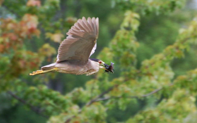 Обои картинки фото животные, птицы