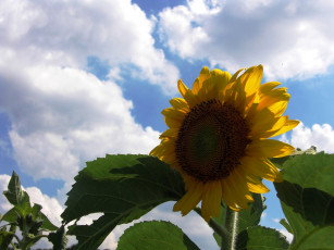 Картинка цветы подсолнухи облака небо