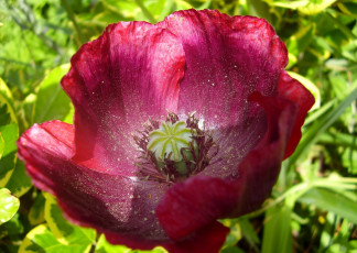 Картинка цветы маки большой