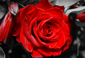 Картинка цветы розы роза