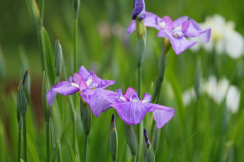 Картинка цветы ирисы