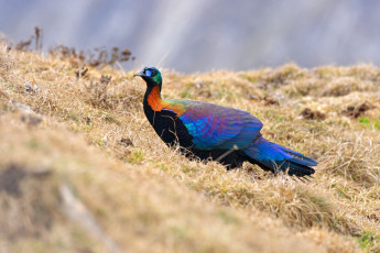 Картинка животные птицы фазан