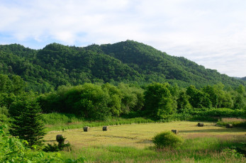 Картинка природа поля луг деревья сено