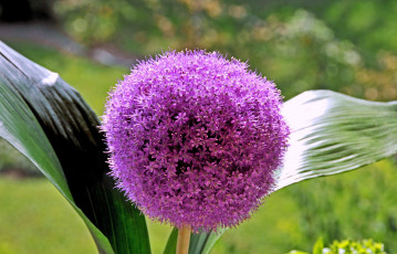 Картинка цветы аллиум декоративный лук розовый круглый яркий