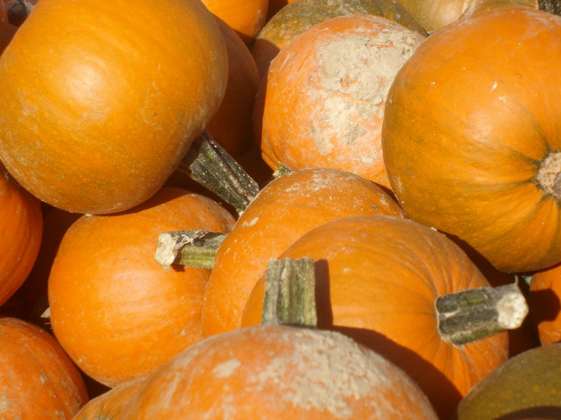 Обои картинки фото еда, тыква