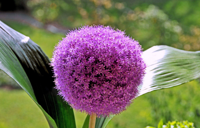 Обои картинки фото цветы, аллиум, декоративный, лук, розовый, круглый, яркий