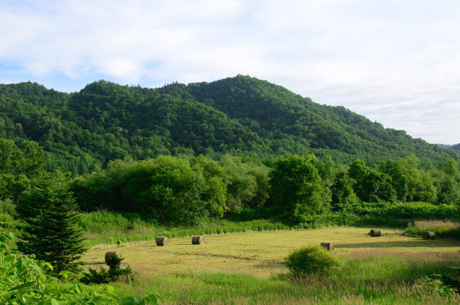 Обои картинки фото природа, поля, луг, деревья, сено