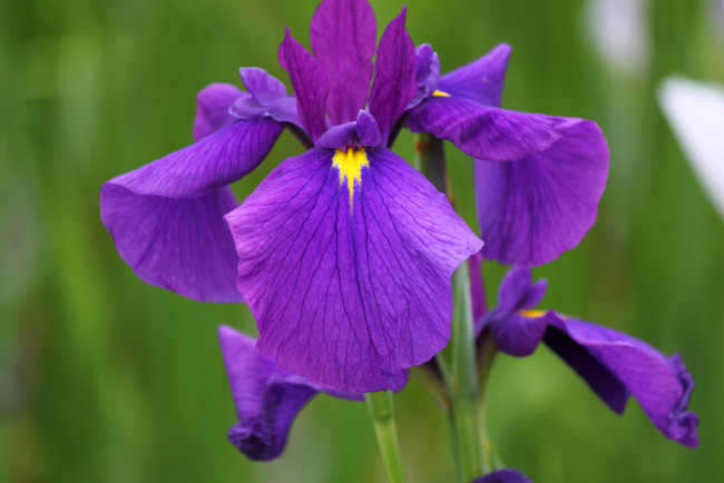 Обои картинки фото цветы, ирисы