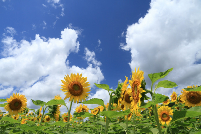 Обои картинки фото цветы, подсолнухи, небо, облака