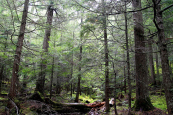 Картинка природа лес деревья