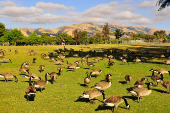 Картинка животные гуси goose