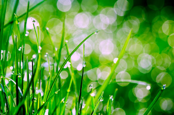 Картинка природа макро трава роса