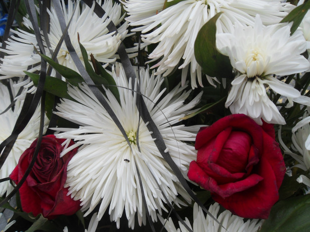 Обои картинки фото цветы, разные, вместе