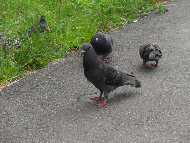 Обои картинки фото животные, голуби