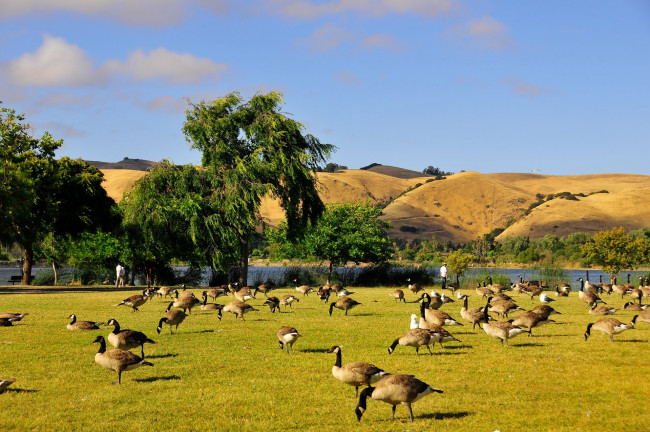 Обои картинки фото животные, гуси, goose