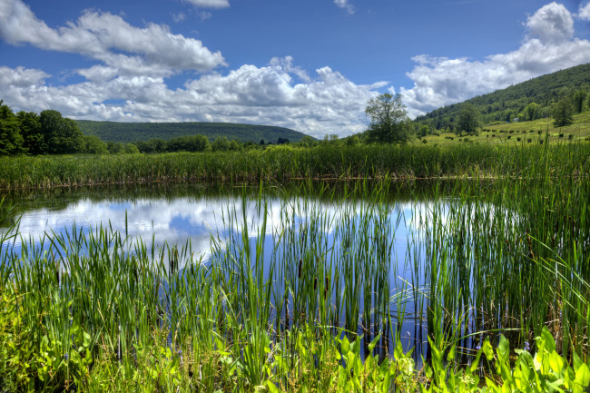 Обои картинки фото природа, реки, озера, облака, камыши, вода