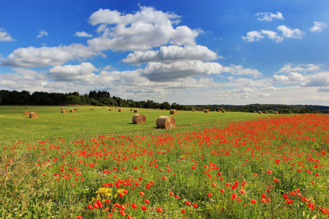 Обои картинки фото германия, хонтайм, природа, поля, поле, маки, колосья