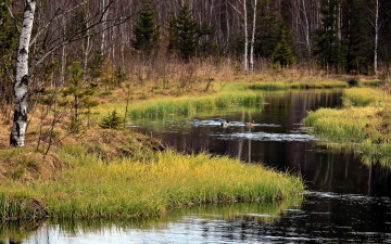 Картинка природа реки озера лас река трава