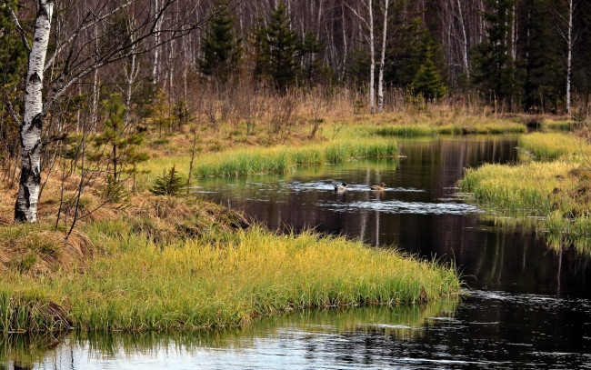 Обои картинки фото природа, реки, озера, лас, река, трава
