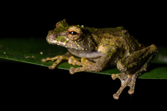 Картинка животные лягушки макро чёрный фон ночь лягушка лист