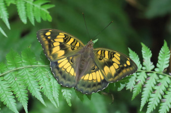Картинка животные бабочки +мотыльки +моли бабочка
