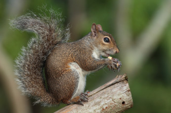 Картинка животные белки белка