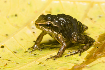 Картинка животные лягушки лягушка лист макро
