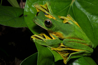Картинка животные лягушки лягушка лист макро