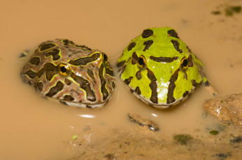 Картинка животные лягушки макро пара вода лужа