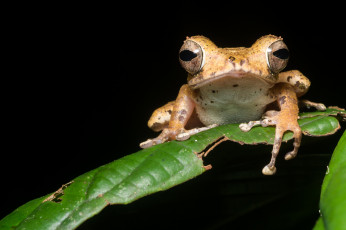 Картинка животные лягушки ночь чёрный фон лягушка лист макро