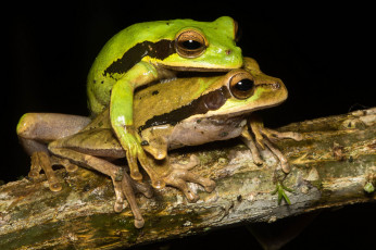 Картинка животные лягушки ветка пара спаривание макро