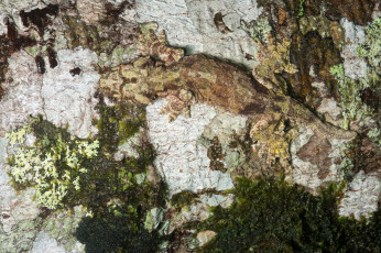 Картинка животные Ящерицы +игуаны +вараны маскировка ящерица ствол кора дерево