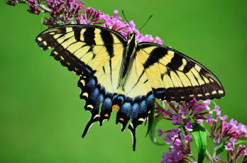 Картинка животные бабочки +мотыльки +моли бабочка